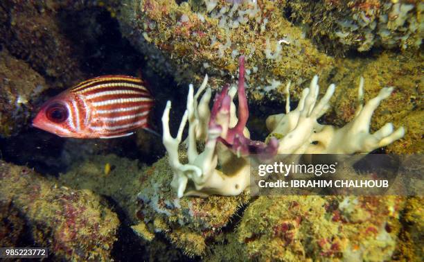 Picture taken on June 27, 2018 about 19 metres underwater shows fish swimming near a bleaching branching sponge off the coast of the Lebanese city of...