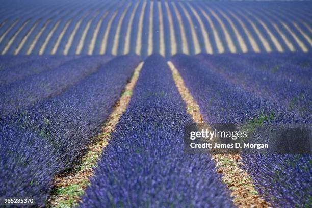 Rows of lavender in full bloom on June 27, 2018 in Valensole, France. Covering approximately 800 square kilometres, the plateau of Valensole is the...