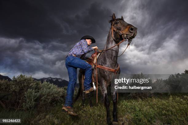 Dramatic Lighting Rodeo 287 Horse Dramatic Lighting Stock Photos, High-Res Pictures, and Images ...