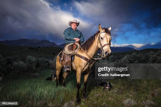 cowboy auf pferd mit zwei schäferhunde lächelnd - portrait hobby freizeit reiten stock-fotos und bilder