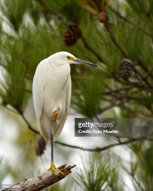 snowy egret - staci stock pictures, royalty-free photos & images