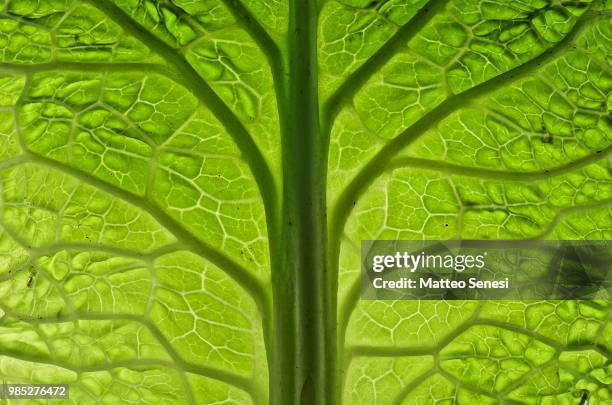 cabbage tree - photosynthesis stock pictures, royalty-free photos & images