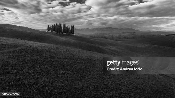 whispers in the dark - san quirico d'orcia bildbanksfoton och bilder