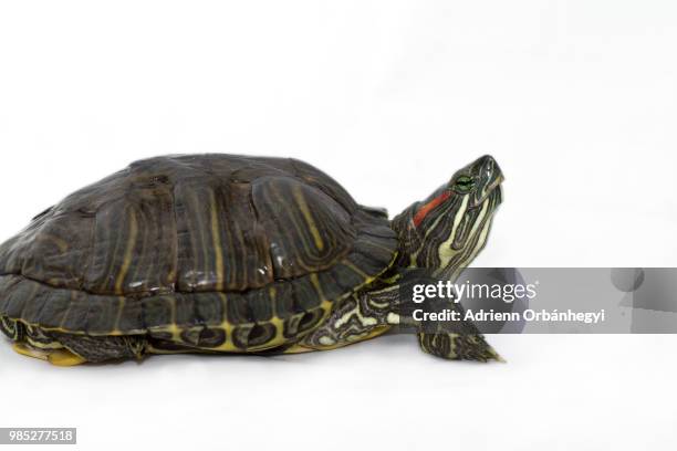 trachemys scripta elegans - elegans - fotografias e filmes do acervo