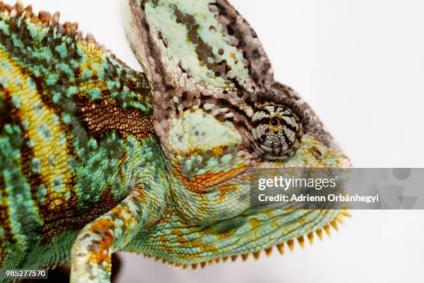 chamaeleo calyptratus - veiled chameleon stock pictures, royalty-free photos & images