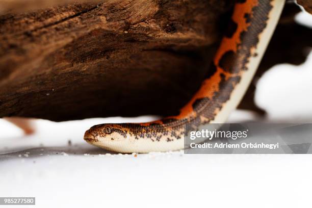 kenyan sand boa (eryx colubrinus) - kenyan sand boa stock pictures, royalty-free photos & images