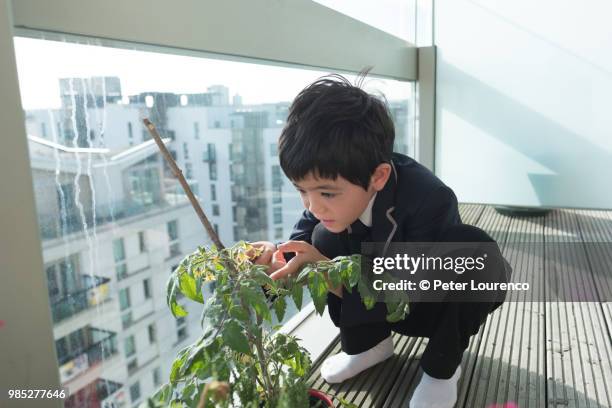 young gardener - peter lourenco stock-fotos und bilder