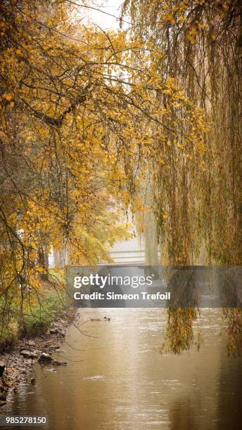 herbstlich(t) ii - herbstlich stock pictures, royalty-free photos & images