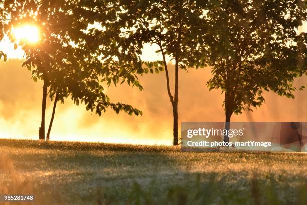 un matin brumeux - matin stock-fotos und bilder