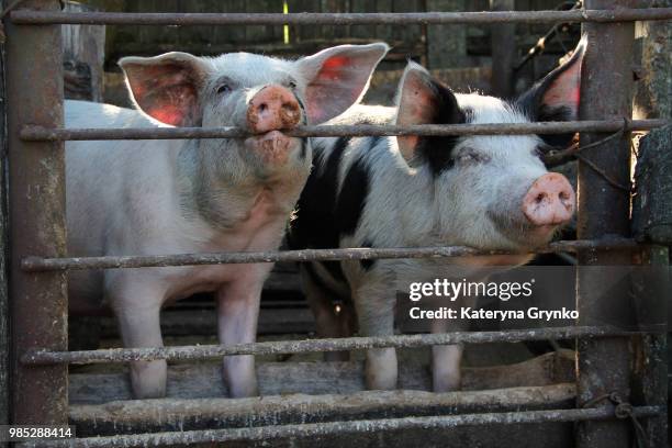 piggies-wiggies indeed - the wiggies stock pictures, royalty-free photos & images