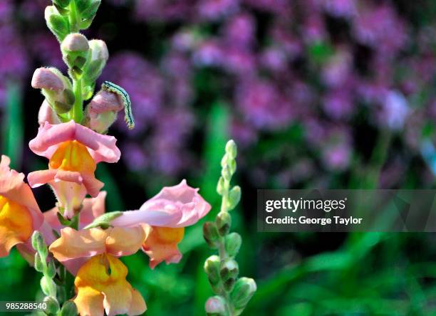 Pink Worm Photos and Premium High Res Pictures - Getty Images
