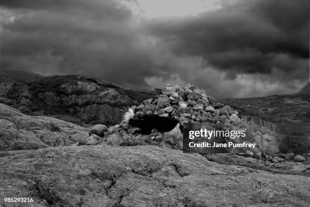Skulking Example 78 Skulking Stock Photos, High-Res Pictures, and Images - Getty Images