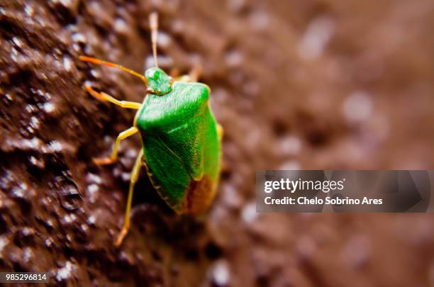 photo by: chelo sobrino ares - ares stock pictures, royalty-free photos & images