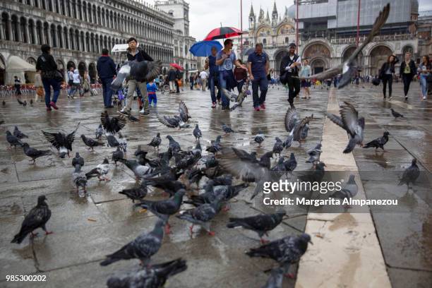 pigeons at piazza san marco on a rainy day - almpanezou bildbanksfoton och bilder