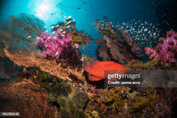 diverse - coral hind stock pictures, royalty-free photos & images