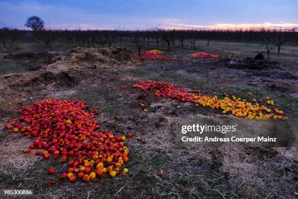 abfall fauler äpfel auf einem feldim anbaugebiet - äpfel stock pictures, royalty-free photos & images