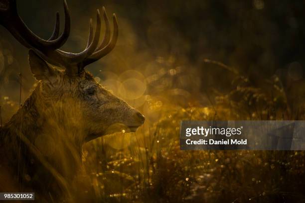 stag 5 - daniel elk stock pictures, royalty-free photos & images