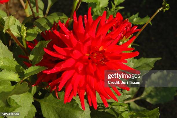 natur blume rot - natuur stock pictures, royalty-free photos & images