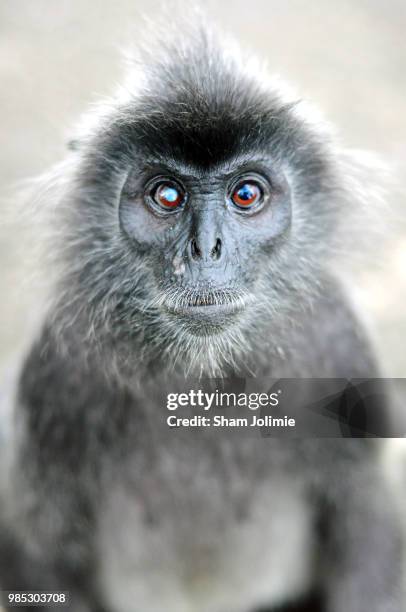 the things i've seen... - silvered leaf monkey ストックフォトと画像