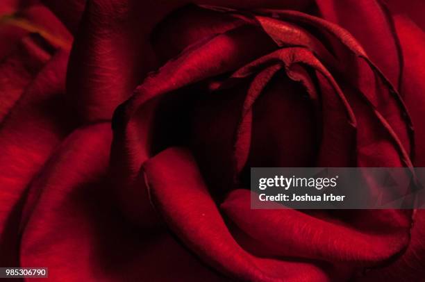 rose petal detail - joshua rose stock pictures, royalty-free photos & images