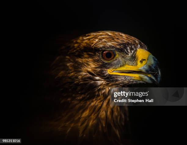 golden eagle - cetrería fotografías e imágenes de stock