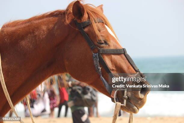 horse - maka stock pictures, royalty-free photos & images