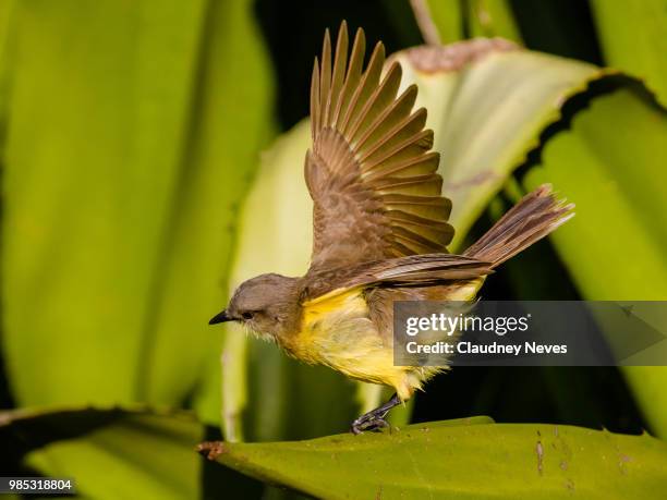 Sureri Insect Suiriri Photos and Premium High Res Pictures - Getty Images