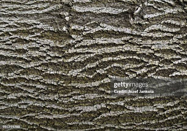 abstract bark of deciduous tree - deciduous stock pictures, royalty-free photos & images