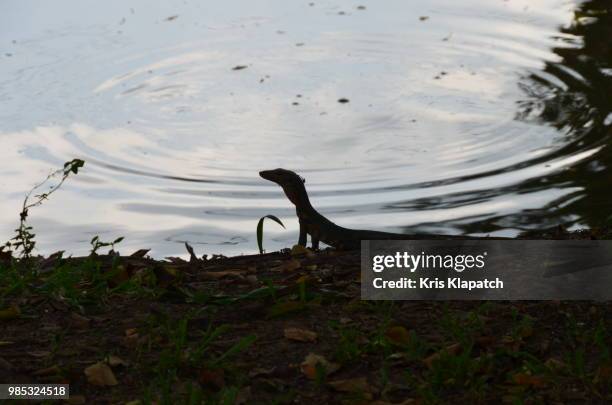 Swapped Lizard 251 Swamp Lizard Stock Photos, High-Res Pictures, and Images - Getty Images