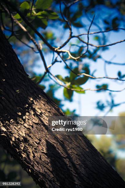 luces y sombras sobre un tronco - tronco stock-fotos und bilder