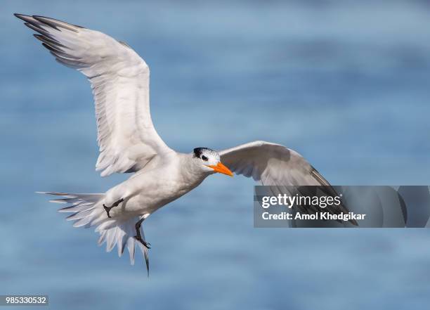 royal tern incoming - royal tern stockfoto's en -beelden