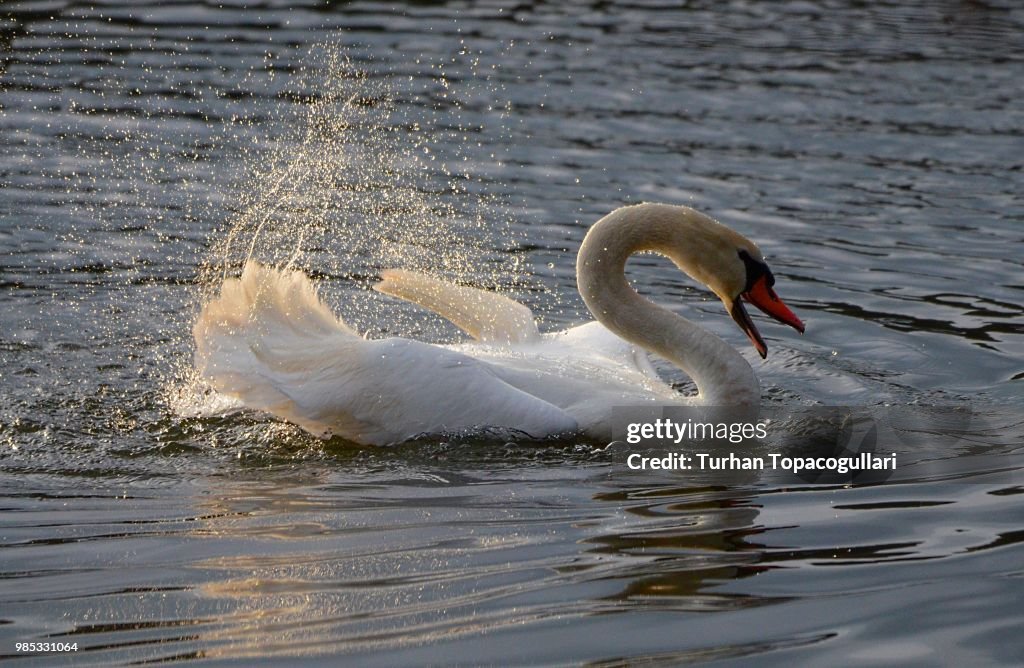 Bathing swan