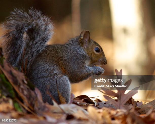 squirrel with leaf - staci stock pictures, royalty-free photos & images