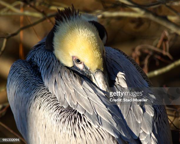 vampire pelican - staci stock pictures, royalty-free photos & images