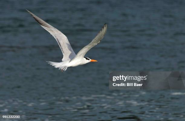 royal tern flight - royal tern fotografías e imágenes de stock