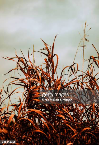 fall grass - rob simpson stock pictures, royalty-free photos & images