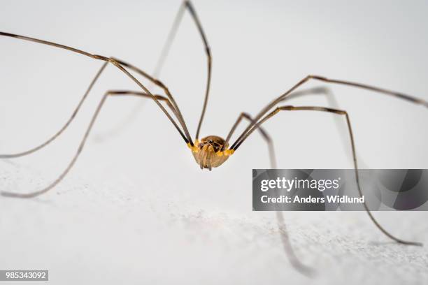 Opiliones Inca Pattern 125 Opiliones Stock Photos, High-Res Pictures, and Images - Getty Images
