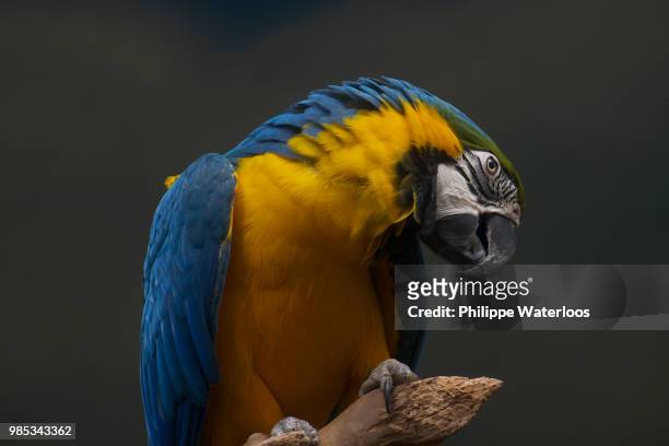 perroquet - parrot - perroquet stock pictures, royalty-free photos & images