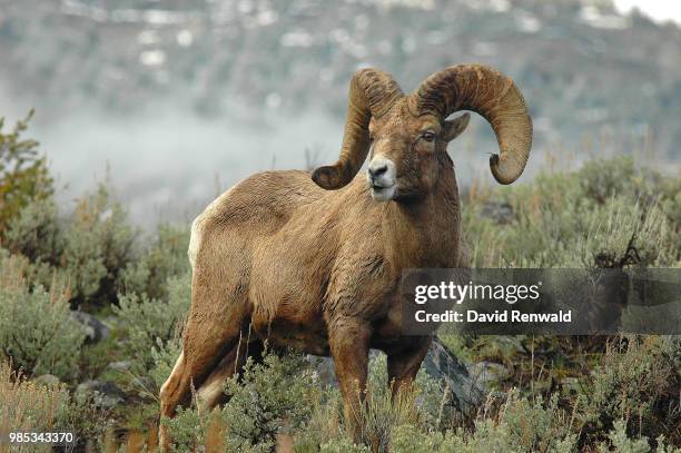 bighorn - ram photos et images de collection