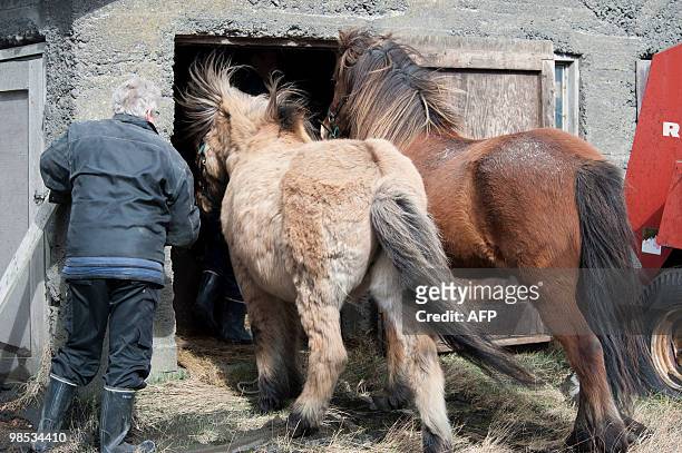 Iceland-volcano-eruption-animal-horses,FOCUS, by Sebastian Smith Farmer Ingi Sveinbjoernsso puts the last of his horses into hiss barn in Yzta-baeli,...