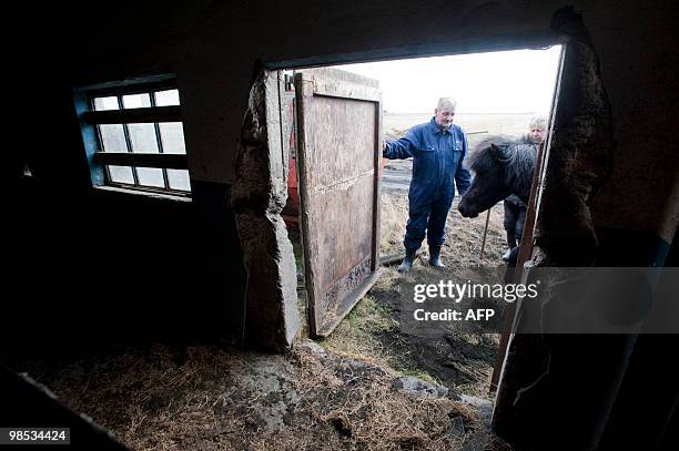 Iceland-volcano-eruption-animal-horses,FOCUS, by Sebastian Smith Farmer Ingi Sveinbjoernsso puts the last of his horses into hiss barn in Yzta-baeli,...