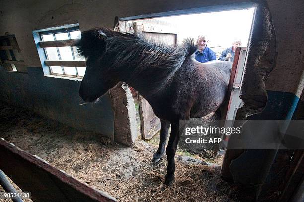 Iceland-volcano-eruption-animal-horses,FOCUS, by Sebastian Smith Farmer Ingi Sveinbjoernsso puts the last of his horses into hiss barn in Yzta-baeli,...