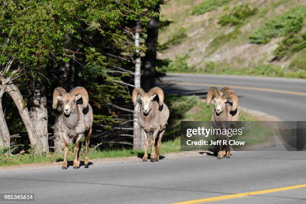 big horn rams walking on the road - jasper mineral stock pictures, royalty-free photos & images