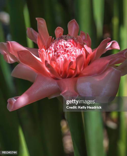 pink torch ginger flower - ginger flower stock pictures, royalty-free photos & images