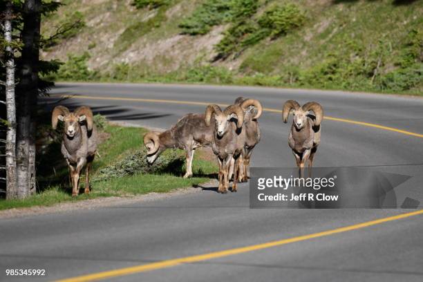 big horn rams walking on the road together in banff - vulnerable species stock pictures, royalty-free photos & images
