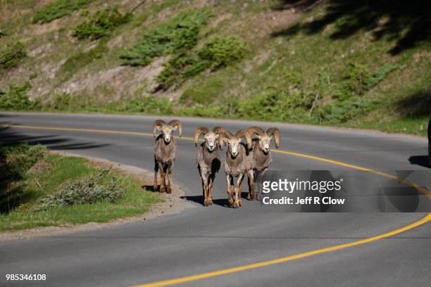big horn rams standing on the road together in banff - vulnerable species stock pictures, royalty-free photos & images