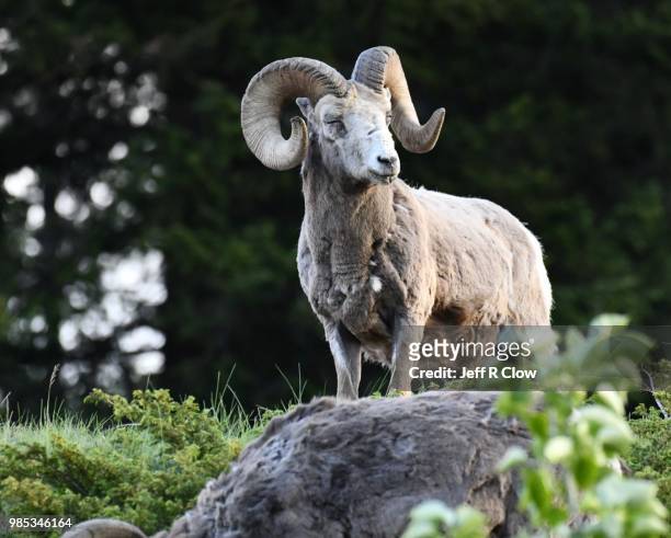 big horn ram standing on a rock in banff - vulnerable species stock pictures, royalty-free photos & images