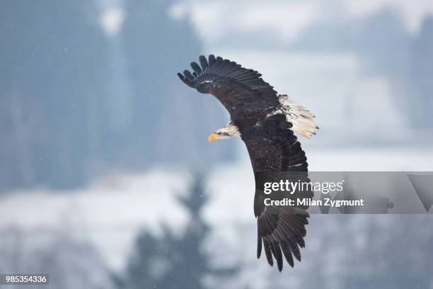 Bald Eagle Full Body Fotografias E Filmes Do Acervo Getty Images bald-eagle-full-body-fotografias-e-filmes-do-acervo-getty-images