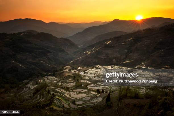 yuanyang - yuanyang stockfoto's en -beelden