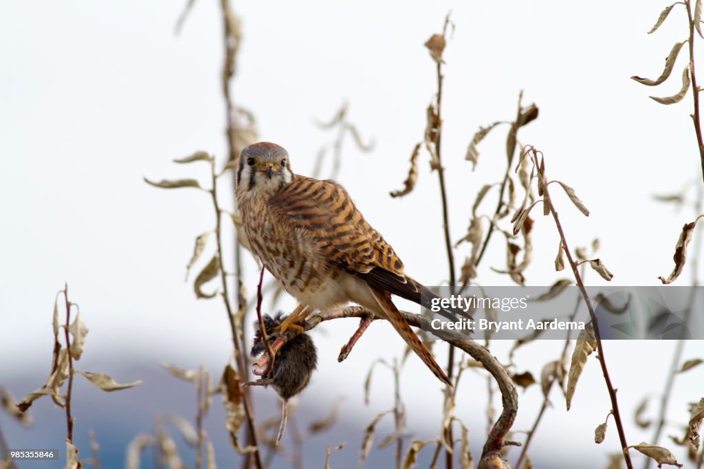 Kestrel